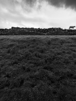 A-Sheep-on-Hadrians-Wall-Cumbria-England