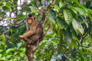 Adult-Pig-tailed-Macaque-looking-into-camera-Kinabatangan-Sabah-Borneo