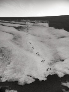 Animal-footprints-in-snow-Khongoryn-Els-sand-dunes-Gobi-Desert-Mongolia