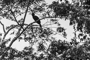 Asian-black-Hornbill-Kinabatangan-Sabah-Borneo