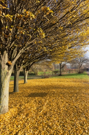 Autumn-leaves-Greasbrough-Rotherham-England