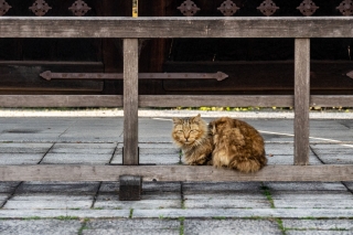 Big-cat-in-front-of-shrine-Koyto-Japan
