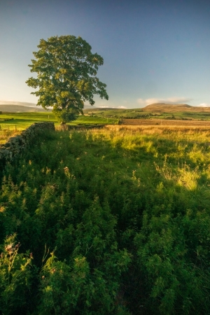 Big-oak-tree-and distant-Whernside-Yorkshire-Dales-England