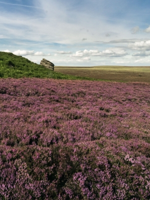 Big-rock-in-a meadow-Peak-District-Derbyshire