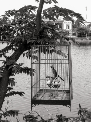 Bird-in-cage-on-riverside-Hue-Vietnam