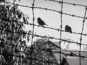 Birds-perched-on-barbed-wire-Tuol-Sleng-Genocide-Museum-Phnom-Penh-Cambodia