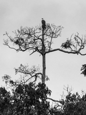 Bornean-eagle-in-treetops-Kinabatangan-Sabah-Borneo