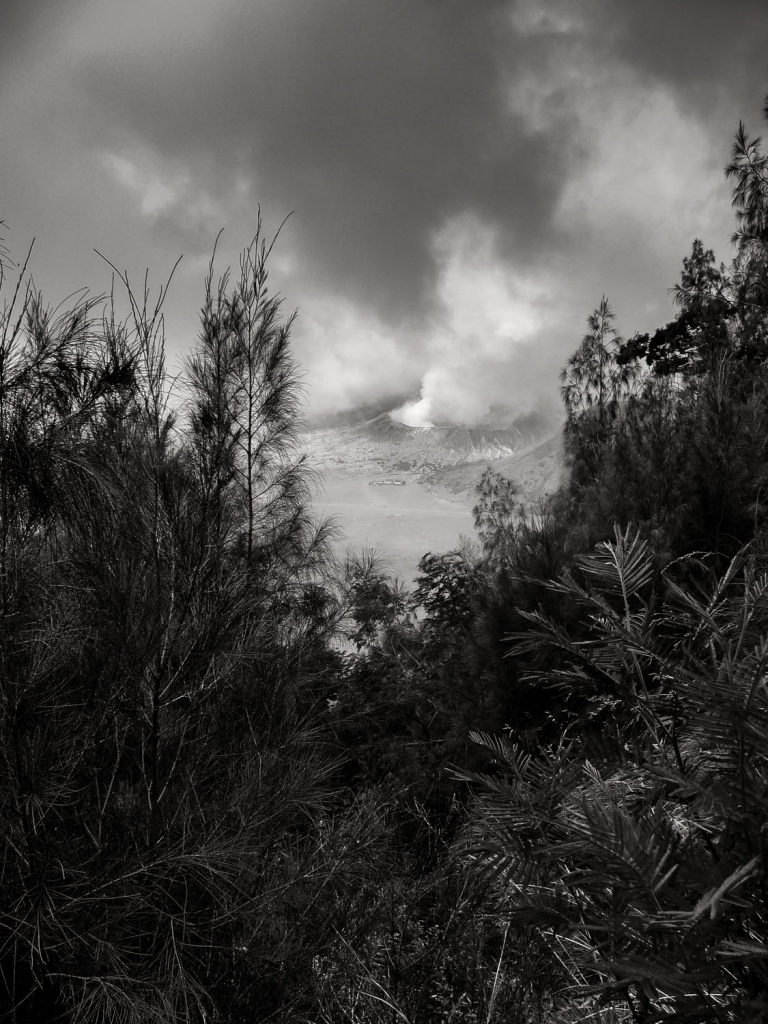 Bromo-through-the-brush-Mount-Bromo-Tengger-Semeru-National-Park-Java-Indonesia