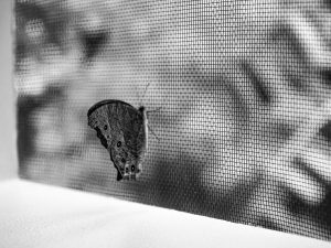 Butterfly-on-screen-mesh-Badian-Visayas-Phillippines