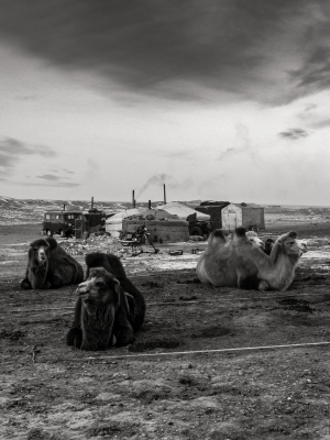 Camels-at-ger-settlement-Gobi-Desert-Mongolia