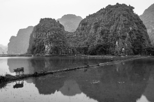 Cattle-crossing-water-amongst-limestone-outcrops-Ninh-Binh-Vietnam