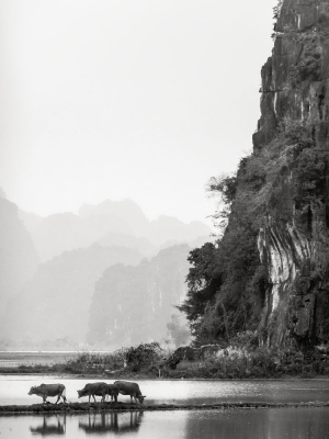 Cattle-on-river-with-limestone-karst-backdrop-Ninh-Binh-Vietnam