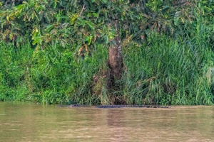 Crocodile-in-river-Kinabatangan-Sabah-Borneo