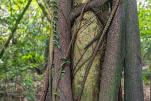 Detail-of-tree-trunk-Kinabatangan-Sabah-Borneo