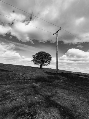 Electricity-pole-and-a tree-North-York-Moors-England