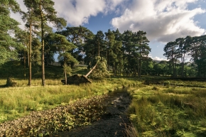 Fallen-tree-Forest-of-Bowland-England