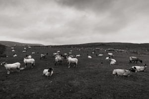 Field-of-Sheep-Penyghent-Yorkshires-three-peaks-Yorkshire-dales