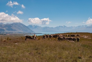 Flock-of-Sheep-at-Lake-Tekapo-New-Zealand