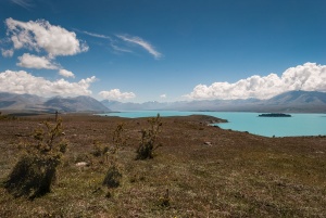 Flora-above-Lake-Tekapo-New-Zealand