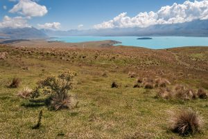 Flora-above-Lake-Tekapo-South-Island-New-Zealand