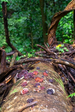 Fungus-on-fallen-tree-Gunung-Gading-National-Park-Sarawak-Borneo