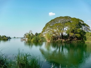 Giant-Oak-tree-on-the-banks-of-the-Mekong-River-Don-Det-4000-Islands-Laos