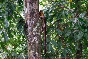 Giant-Squirrel-climbing-tree-Sepilok-Sabah-Borneo