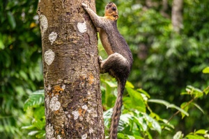 Giant-Squirrel-climbing-tree-trunk-Sepilok-Sabah-Borneo