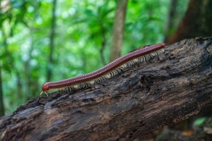 Giant-millipede-on-branch-Gunung-Gading-National-Park-Sarawak-Borneo