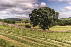 Giant-oak-tree-Wensleydale-Yorkshire-Dales