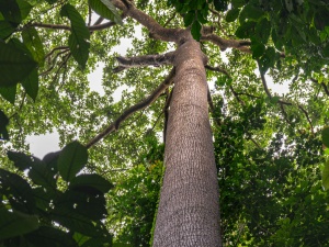 Giant-tree-in-rainforest1-Sepilok-Sabah-Borneo