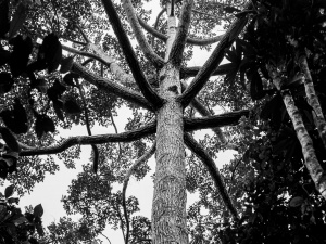 Giant-tree-in-rainforest3-Sepilok-Sabah-Borneo