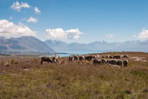 Grazing-Sheep-Lake-Tekapo-New-Zealand