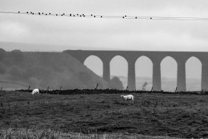 Grazing-sheep-Ribblehead-Viaduct-Yorkshire-Dales-England