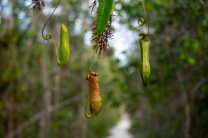 Hanging-Pitcher-plants-Bako-National-Park-Sarawak-Borneo