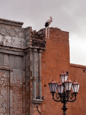 Heron-nesting-on-the-top-of-Bab-Aganou-gate-Marrakesh-Morocco