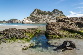 Kissing-Seals-Wharariki-beach-New-Zealand