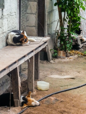 Let-sleeping-dogs-Anda-Bohol-Philippines