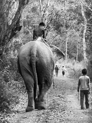 Local-villagers-with-Elephant-Ban-Lung-Ratanakiri-Cambodia