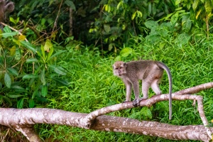 Long-tailed-Macaque-on-fallen-tree-Kinabatangan-Sabah-Borneo
