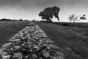Looking-along-Hadrians-Wall-Black-Carts-Turret-Northumberland-England