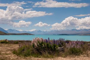 Loopings-on-the-shore-of-Lake-Tekapo-New-Zealand