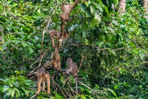 Macaques-in-the-trees-Kinabatangan-Sabah-Borneo