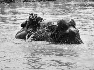 Mahout-bathing-an-elephant-Hongsa-Laos