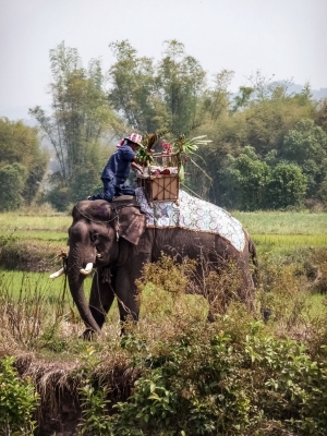 Mahout-riding-elephant-Hongsa-Laos