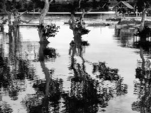 Mangrove-reflections-Tubigon-Bohol-Philippines