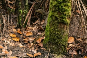 Monitor-Lizard-Bako-National-Park-Sarawak-Borneo