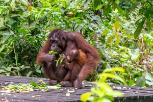 Mother-and-baby-Orangutan-eating-Sepilok-Sabah-Borneo