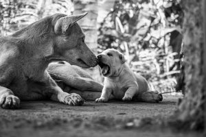 Mother-and-pup-Badian-Phillippines