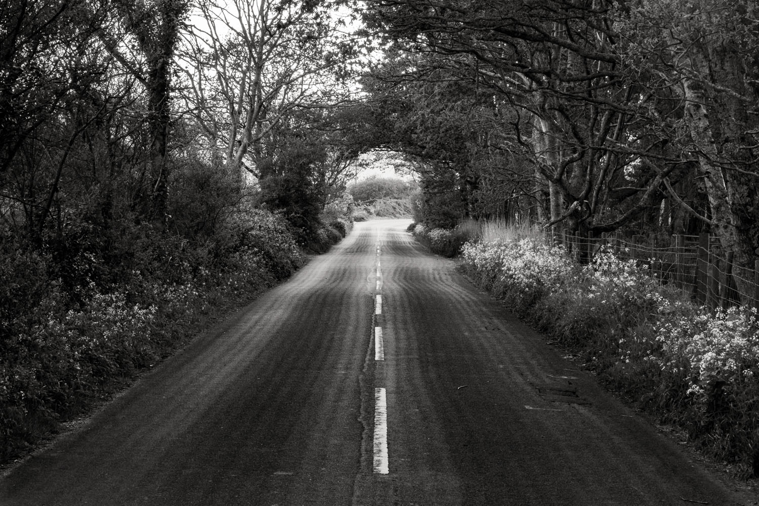 Natures-tunnel-Snowdonia-National-Park-Wales - WEMOOCH